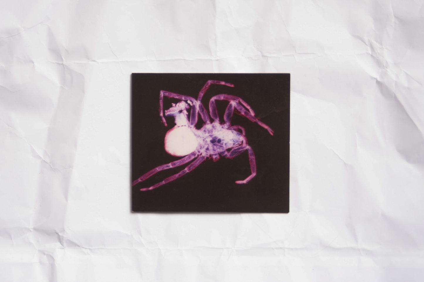 Kakao Intens - Sweet Science CD